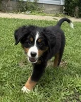 Benny, a male Bernese Mountain Dog for sale in Springfield, OH – 3 of 9