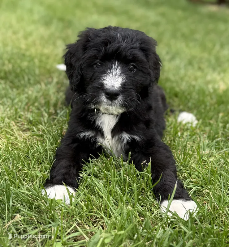 Chase – Bernedoodle puppy for sale in Springfield, OH