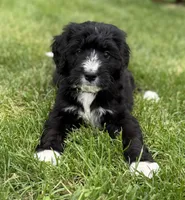 Chase, a male Bernedoodle for sale in Springfield, OH – 1 of 5