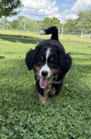 Oakley, a female Bernese Mountain Dog for sale in Springfield, OH – 4 of 10