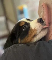 Livi's Gray Girl, a female Bernese Mountain Dog for sale in Springfield, OH – 2 of 7