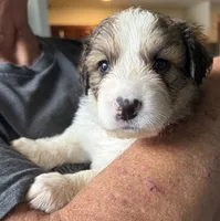 Lucky, a female Bernese Mountain Dog and Great Pyrenees for sale in Springfield, OH – 6 of 10