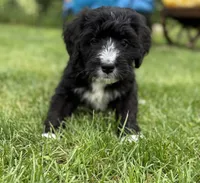Chase, a male Bernedoodle for sale in Springfield, OH – 2 of 5