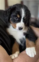 Livi's Lime Girl, a female Bernese Mountain Dog for sale in Springfield, OH – 2 of 6