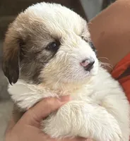 Gus, a male Bernese Mountain Dog and Great Pyrenees for sale in Springfield, OH – 6 of 10