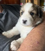 Lucky, a female Bernese Mountain Dog and Great Pyrenees for sale in Springfield, OH – 7 of 10