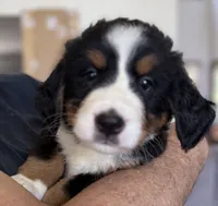 Livi's Light Blue Girl , a female Bernese Mountain Dog for sale in Springfield, OH – 5 of 9