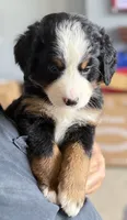 Leia's Green Boy , a male Bernese Mountain Dog for sale in Springfield, OH – 2 of 9