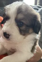 Yancy, a female Bernese Mountain Dog and Great Pyrenees for sale in Springfield, OH – 7 of 10