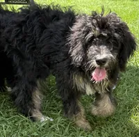 Candy, a female Bernedoodle for sale in Springfield, OH – 5 of 9