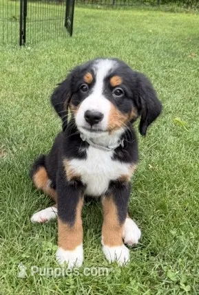 Gracie – Bernese Mountain Dog puppy for sale in Springfield, OH