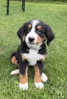 Gracie, a female Bernese Mountain Dog for sale in Springfield, OH – 1 of 10