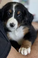 Livi's Yellow Girl, a female Bernese Mountain Dog for sale in Springfield, OH – 3 of 6