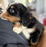 Leia's Orange Girl , a female Bernese Mountain Dog for sale in Springfield, OH – 6 of 9