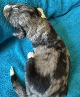 Cooper, a male Bernedoodle for sale in Springfield, OH – 3 of 7