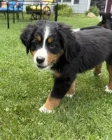 Benny, a male Bernese Mountain Dog for sale in Springfield, OH – 4 of 9