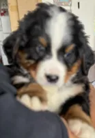 Leia's Brown Boy , a male Bernese Mountain Dog for sale in Springfield, OH – 5 of 9