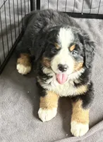 Leia's Tan Boy, a male Bernese Mountain Dog for sale in Springfield, OH – 1 of 6