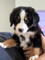 Livi's Red Boy , a male Bernese Mountain Dog for sale in Springfield, OH – 2 of 10