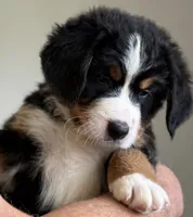 Livi's Dark Blue Boy , a male Bernese Mountain Dog for sale in Springfield, OH – 4 of 7