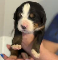 Livi's Boy #3, a male Bernese Mountain Dog for sale in Springfield, OH – Photo 1 of 3