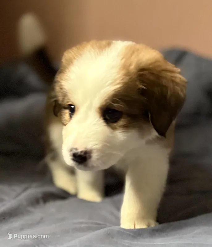 Ocean – Bernese Mountain Dog, Great Pyrenees puppy for sale in Springfield, OH