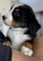 Livi's Green Boy, a male Bernese Mountain Dog for sale in Springfield, OH – 4 of 8