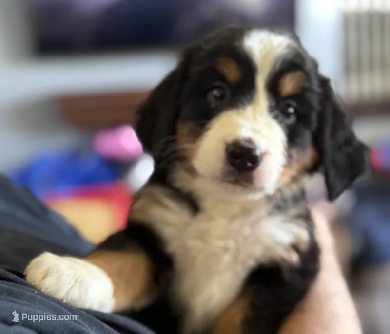 Livi's Light Blue Girl  – Bernese Mountain Dog puppy for sale in Springfield, OH