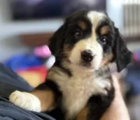 Livi's Light Blue Girl , a female Bernese Mountain Dog for sale in Springfield, OH – 1 of 9
