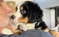 Leia's Aqua Girl, a female Bernese Mountain Dog for sale in Springfield, OH – 6 of 6