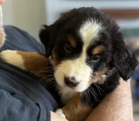 Livi's Light Blue Girl , a female Bernese Mountain Dog for sale in Springfield, OH – 7 of 9