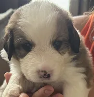 Ocean, a female Bernese Mountain Dog and Great Pyrenees for sale in Springfield, OH – 3 of 10