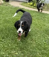 Daisy, a female Bernese Mountain Dog for sale in Springfield, OH – 6 of 9