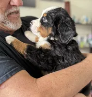 Leia's Tan Boy, a male Bernese Mountain Dog for sale in Springfield, OH – 3 of 6