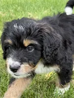 Chip, a male Bernedoodle for sale in Springfield, OH – 4 of 6