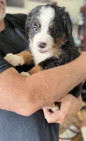 Leia's Tan Boy, a male Bernese Mountain Dog for sale in Springfield, OH – 5 of 6