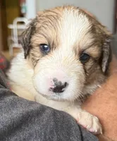 Lucky, a female Bernese Mountain Dog and Great Pyrenees for sale in Springfield, OH – 5 of 10