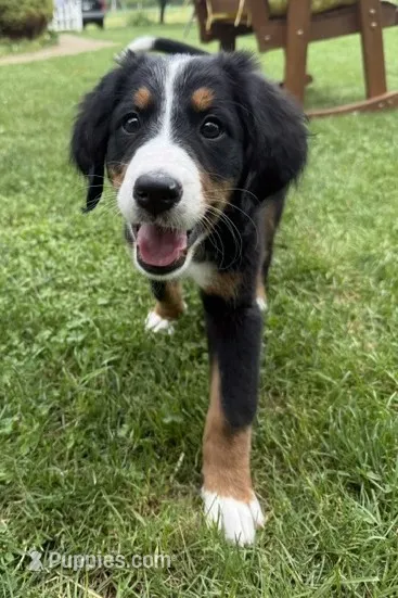 Daisy – Bernese Mountain Dog puppy for sale in Springfield, OH