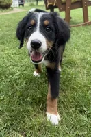Daisy, a female Bernese Mountain Dog for sale in Springfield, OH – 1 of 9