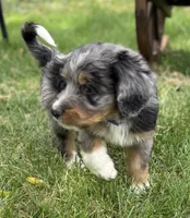 Copper, a male Bernedoodle for sale in Springfield, OH – 2 of 4