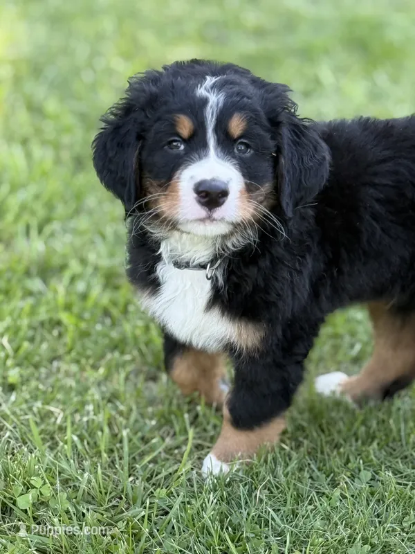 Leia's Black Boy  – Bernese Mountain Dog puppy for sale in Springfield, OH