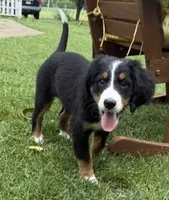 Daisy, a female Bernese Mountain Dog for sale in Springfield, OH – 4 of 9