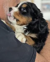Leia's Brown Boy , a male Bernese Mountain Dog for sale in Springfield, OH – 6 of 9