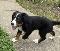 Daisy, a female Bernese Mountain Dog for sale in Springfield, OH – 3 of 9
