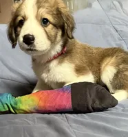 Pinky, a female Bernese Mountain Dog and Great Pyrenees for sale in Springfield, OH – 2 of 10