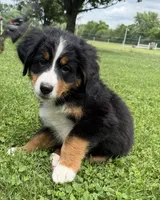 Benny, a male Bernese Mountain Dog for sale in Springfield, OH – 2 of 9