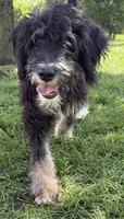 Candy, a female Bernedoodle for sale in Springfield, OH – 7 of 9