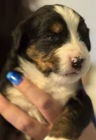 Livi's Girl #1, a female Bernese Mountain Dog for sale in Springfield, OH – Photo 1 of 3