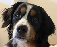 Livi's Girl #1, a female Bernese Mountain Dog for sale in Springfield, OH – Photo 2 of 3