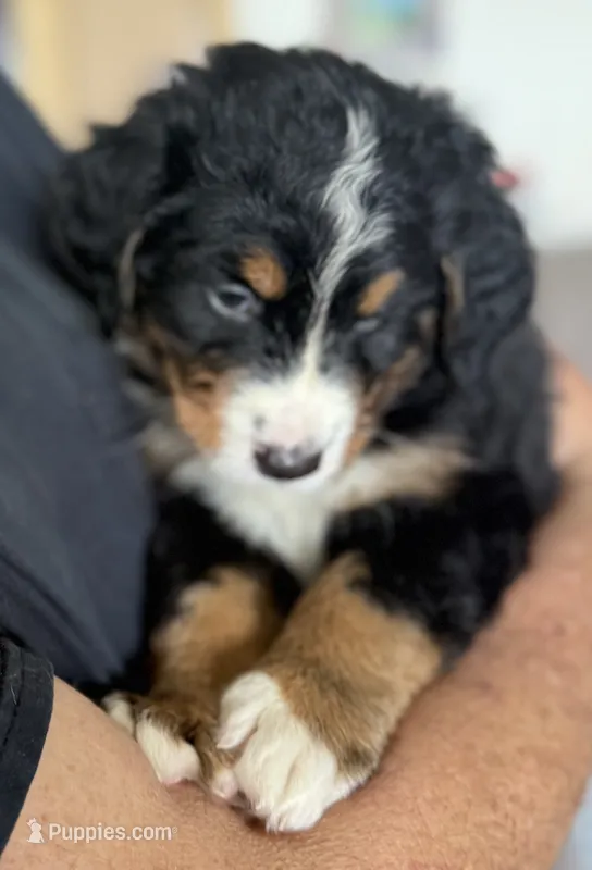 Leia's Black Boy  – Bernese Mountain Dog puppy for sale in Springfield, OH